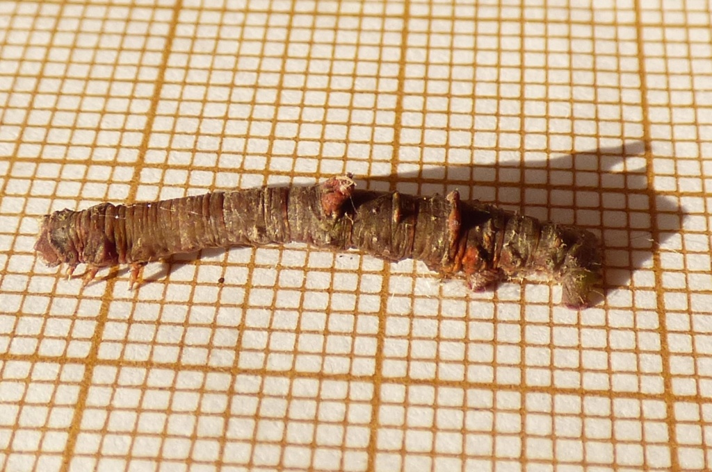 La Citronnelle rouillée (Opisthograptis luteolata) - imago, chenille, chrysalide Opisto10