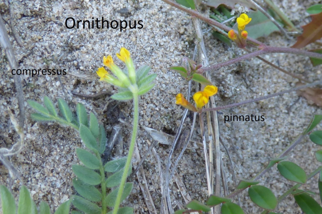 [Ornithopus compressus] Petite fleure jaune d'un trottoir rennais Ornith10