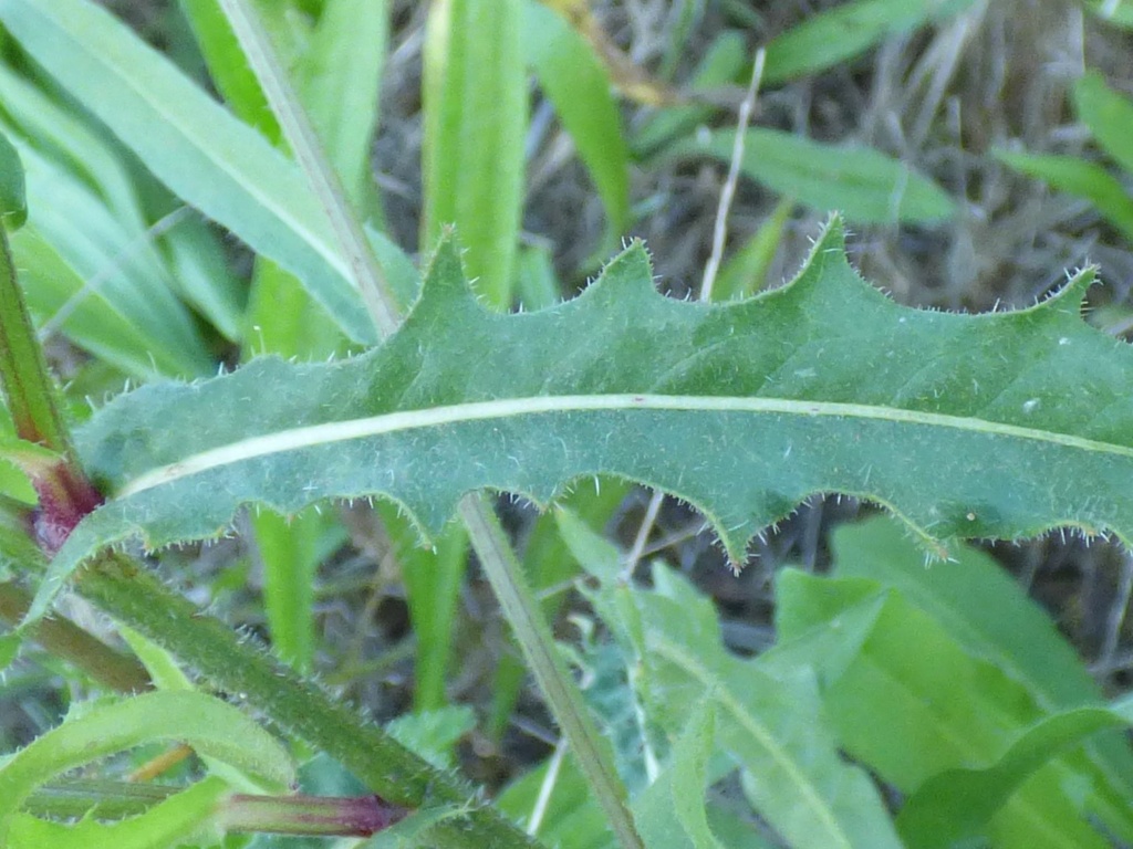 Scoparia subfusca et sa plante hôte Picris hieracioides Picris10