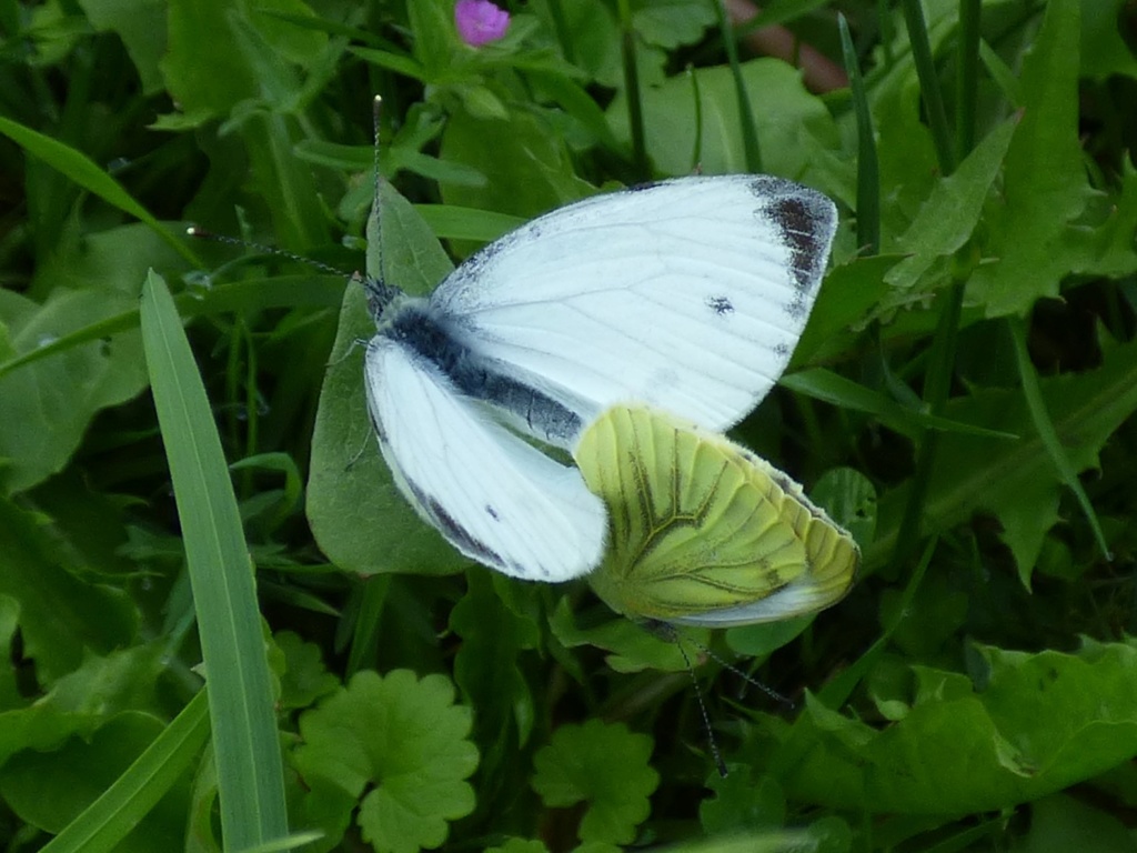 Peris napi Pieris10