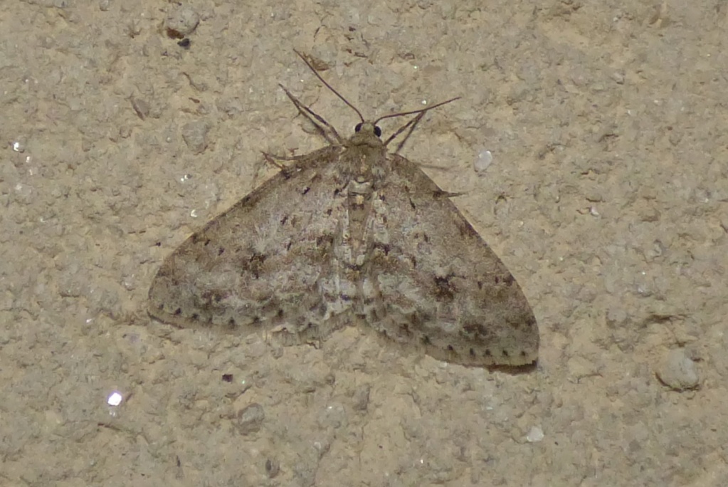 Papillon vert [Trichopteryx carpinata] Tricho10