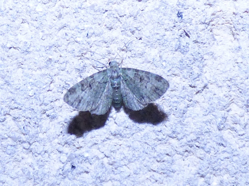 petit verdâtre : Pasiphila rectangulata Verdze10