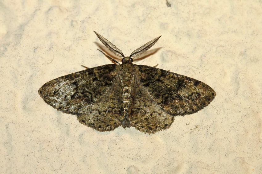 [Cleorodes lichenaria; Gymnocelis rufifasciata; Pasiphila rectangulata] Identification Geometridae Geomet14