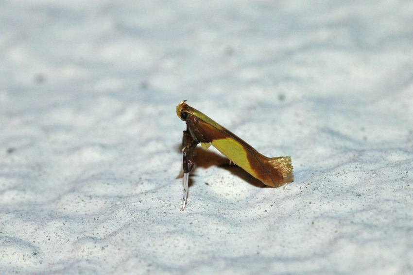 Caloptilia alchimiella/robustella ? Gracil11