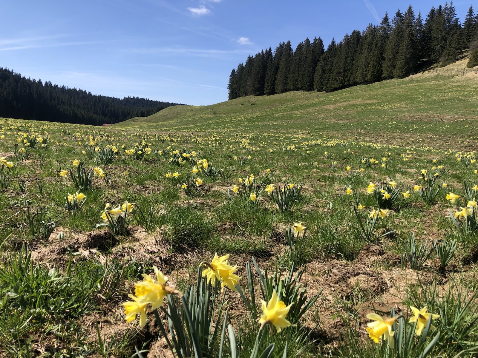 Une petite boucle dans la Jura J2_1_l10