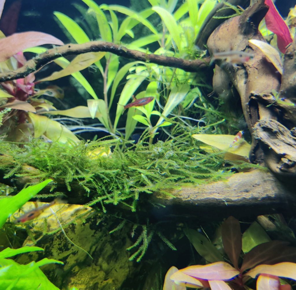 Scaper's tank 55L Drystart (->en eau 31/05) - Page 6 00110