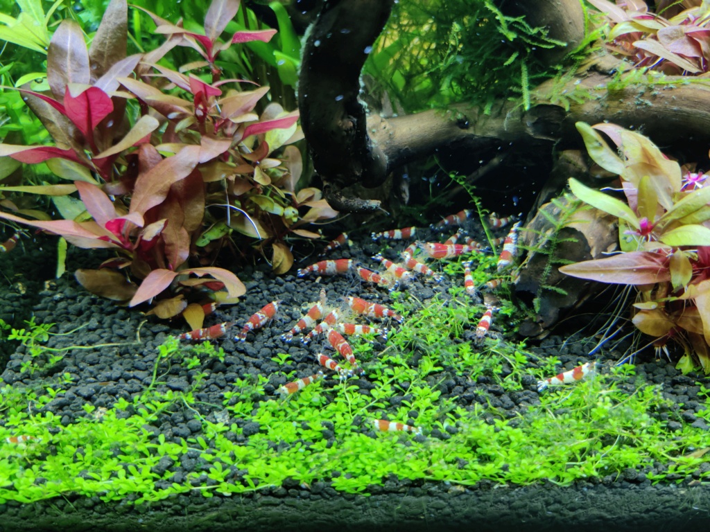 Scaper's tank 55L Drystart (->en eau 31/05) - Page 6 Img_2070