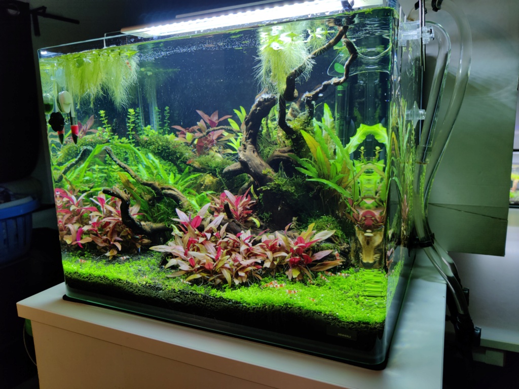 Scaper's tank 55L Drystart (->en eau 31/05) - Page 6 Img_2077