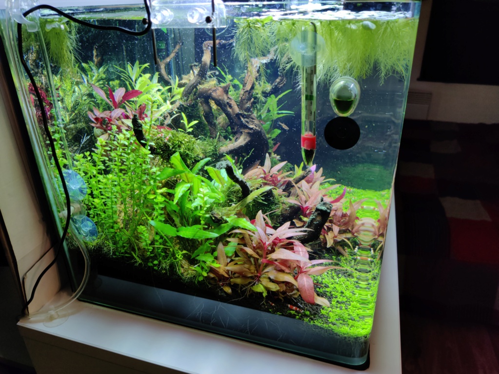 Scaper's tank 55L Drystart (->en eau 31/05) - Page 6 Img_2078