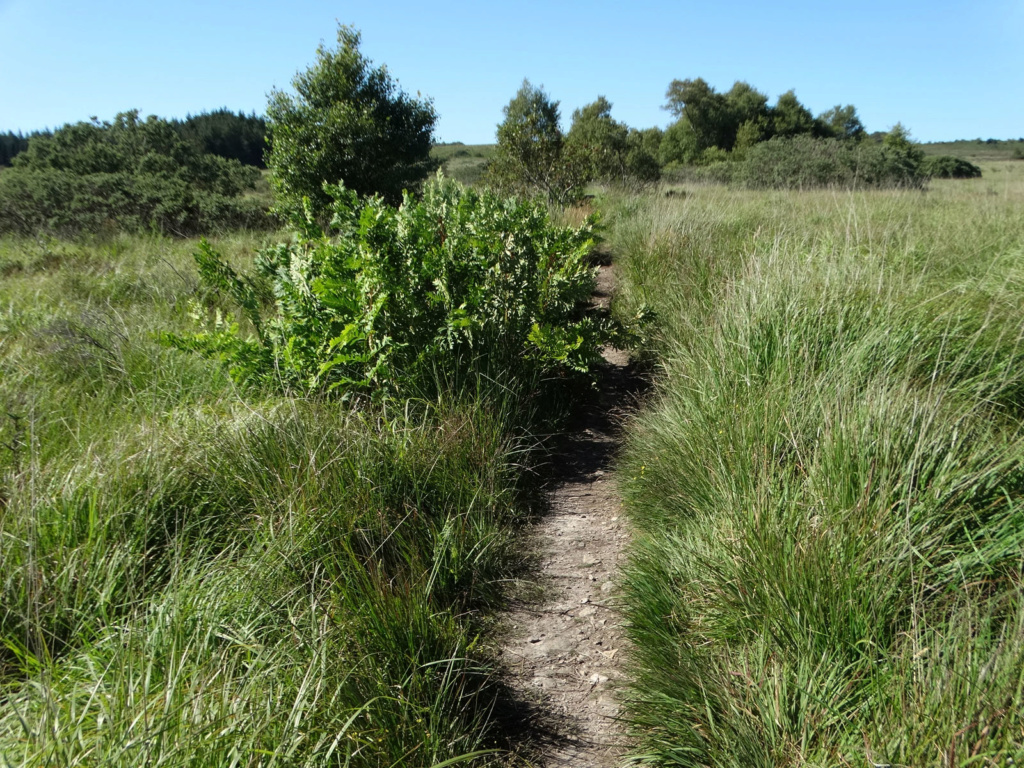 Balade dans les Monts d'Arrée - Circuit des landes et tourbières 13_bot10