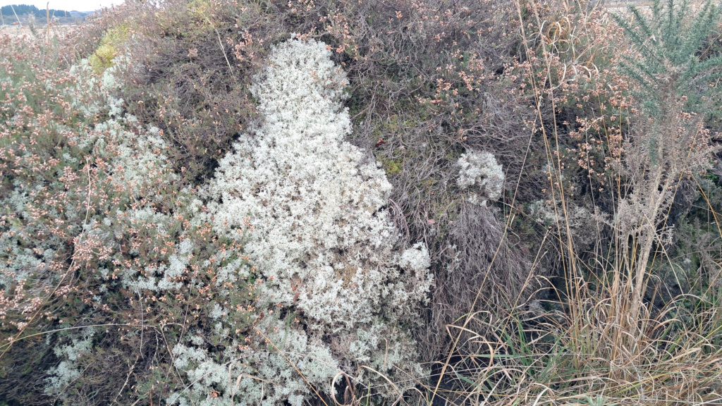 Vu dans les Monts d'Arrée un magnifique Lichen 20241110