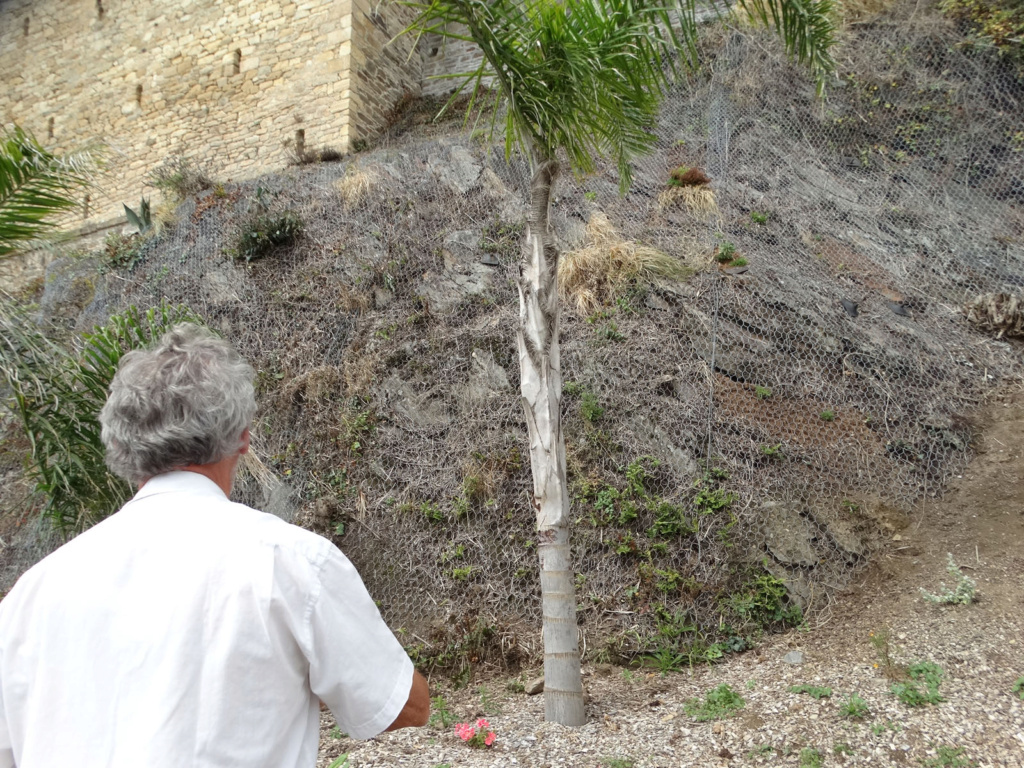 Jardin extraordinaire sur les falaises de Brest 5_palm10