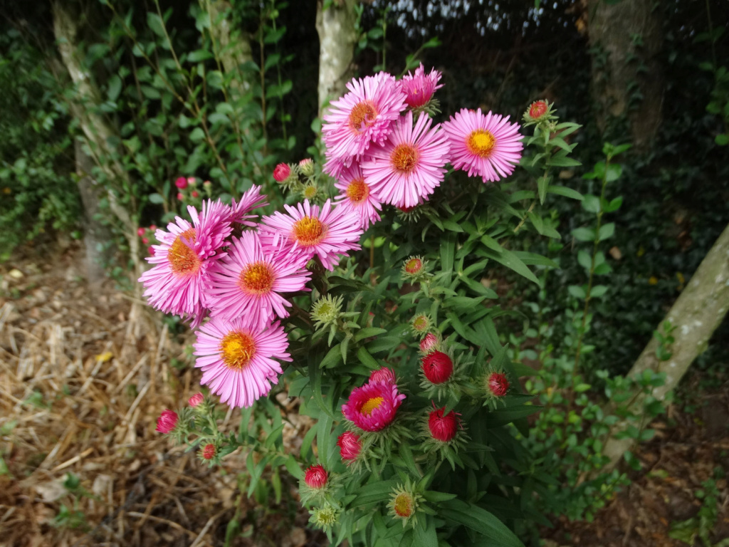 Dernières fleurs d'été, premiers feux d'automne Aster_16