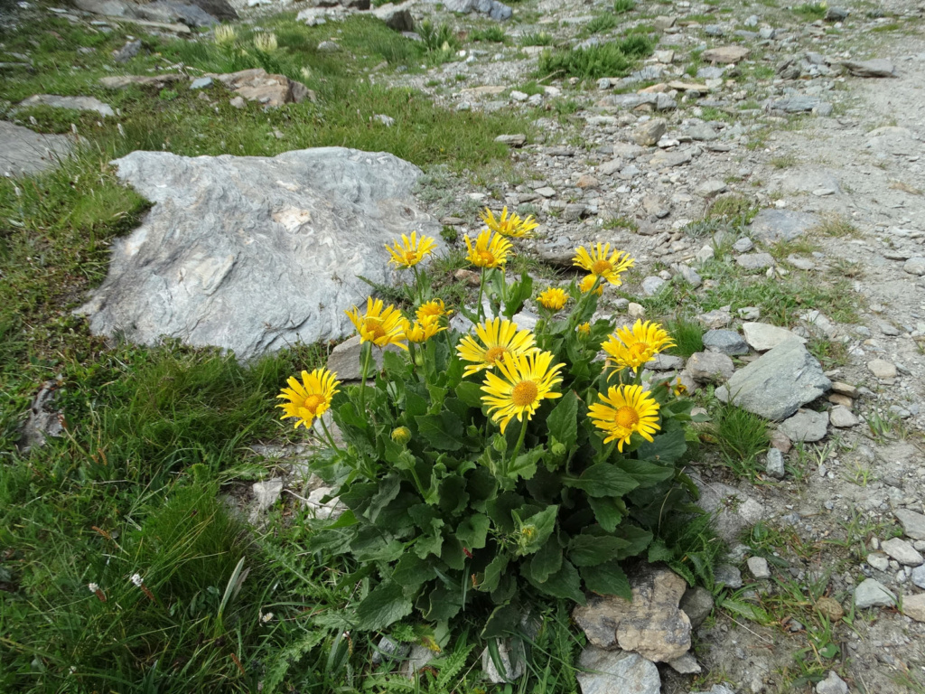 Randonnée dans le Val d'Ayas (Val d'Aoste- Italie) Dsc04441