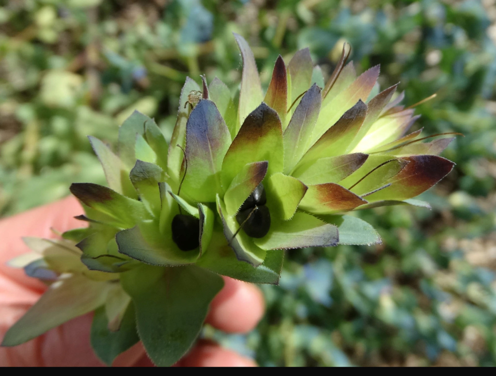 Cerinthe major subsp. purpurascens - grand cérinthe pourpre Dsc06710