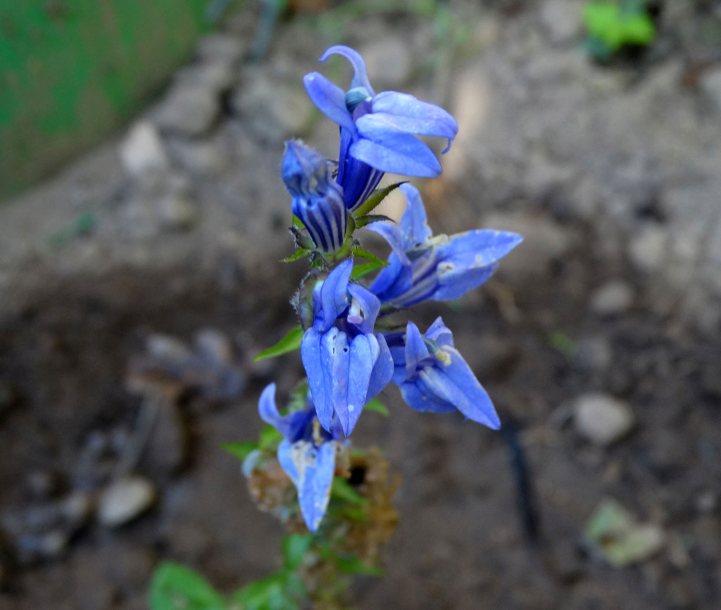 Mais quel est le nom de cette plante à jolies fleurs bleues ? Dsc09310