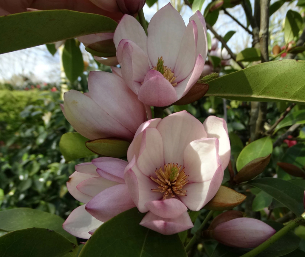 Magnolia x Fairy Blush Michel10