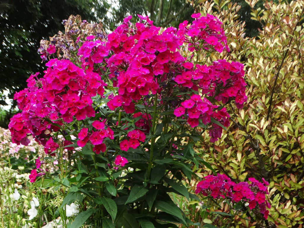 Fleurs de chaleur - Page 3 Phlox_10