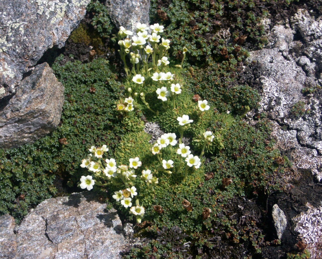 polypodium cambricum - flore des vieux murs, rochers  et rocailles naturelles - Page 9 Saxifr10