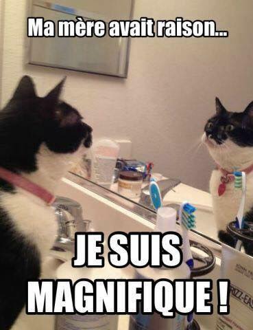 Animaux en Images  - Page 4 Humour14