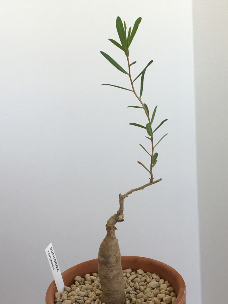 Euphorbia BONGENSIS 00135