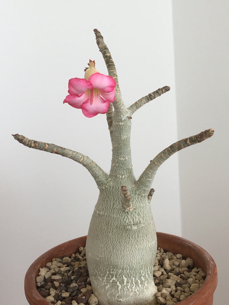 Adenium arabicum - Page 21 00150