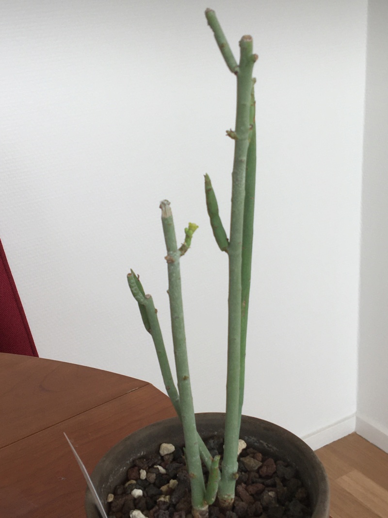 Euphorbia Shimperi 00228
