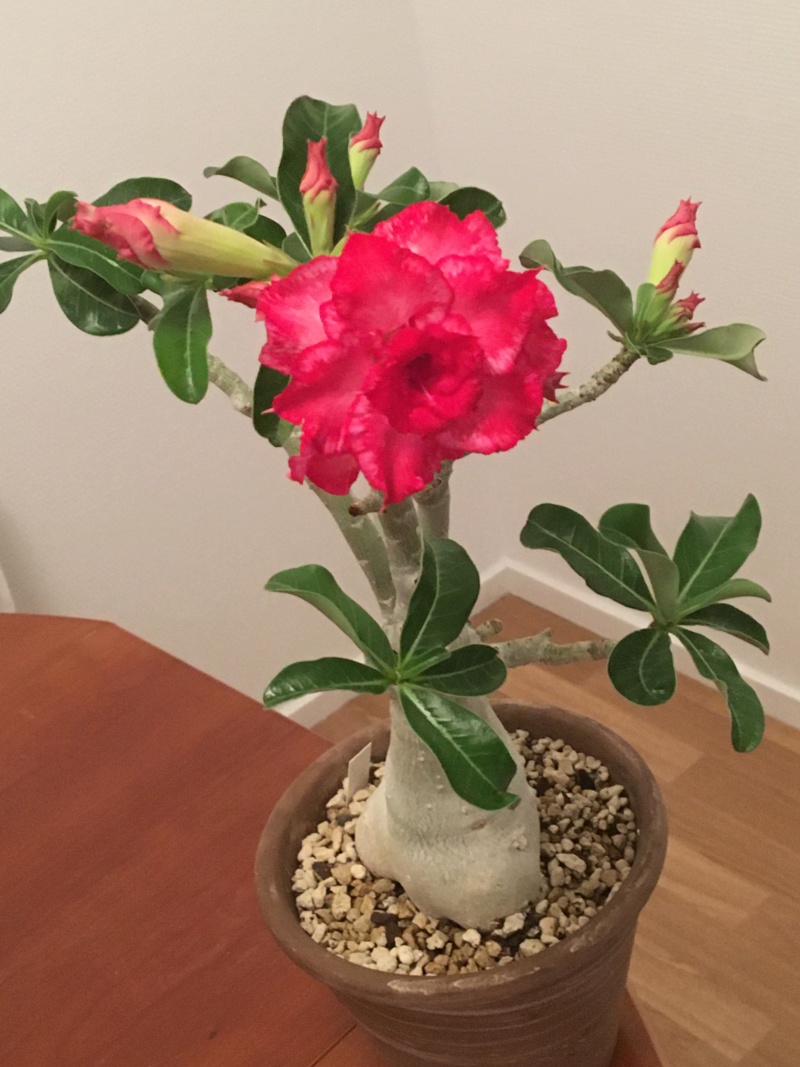 Adenium obesum  - Page 29 00233