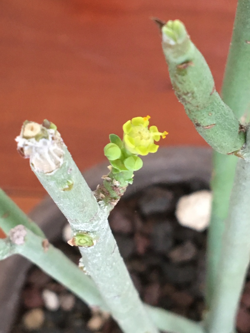 Euphorbia Shimperi 00328