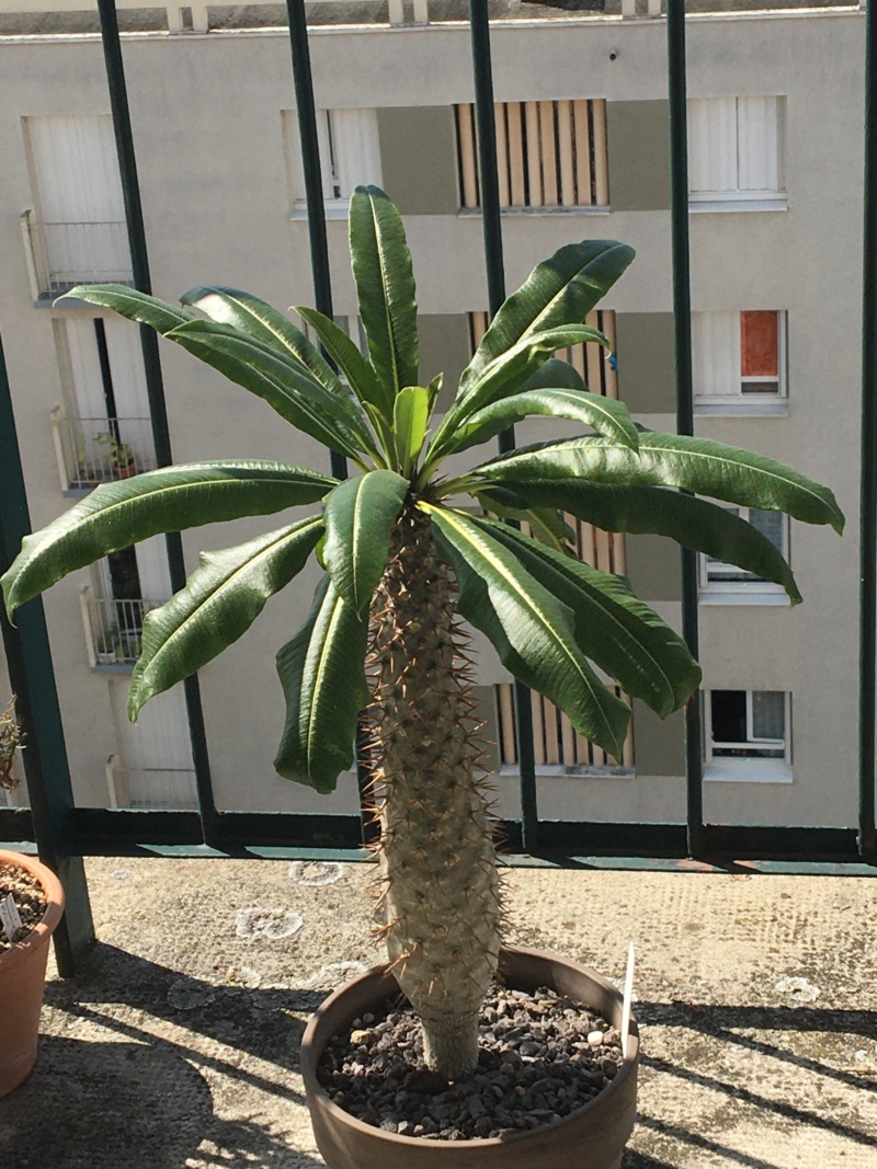 Pachypodium lamerei - Page 12 00335