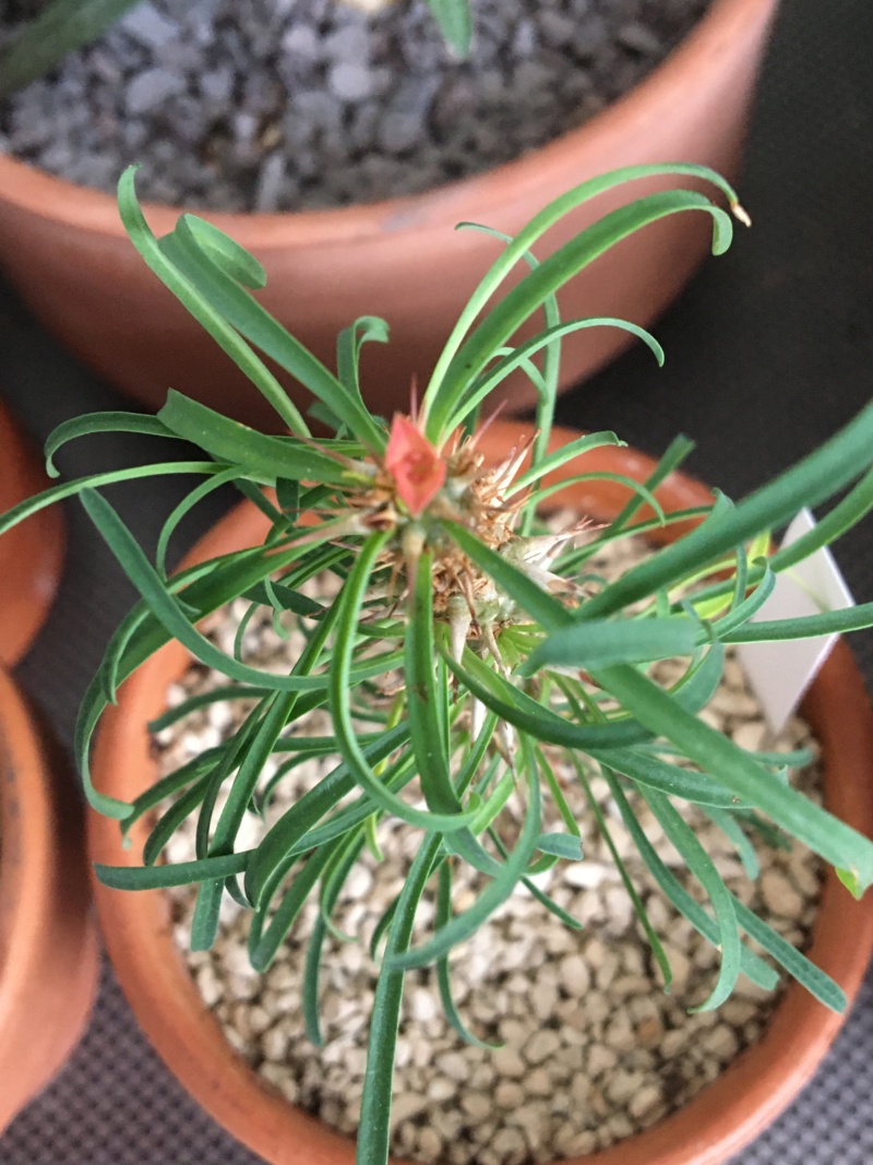 EUPHORBIA ROSSI 00620