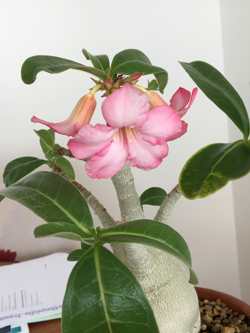 Adenium arabicum - Page 21 01613