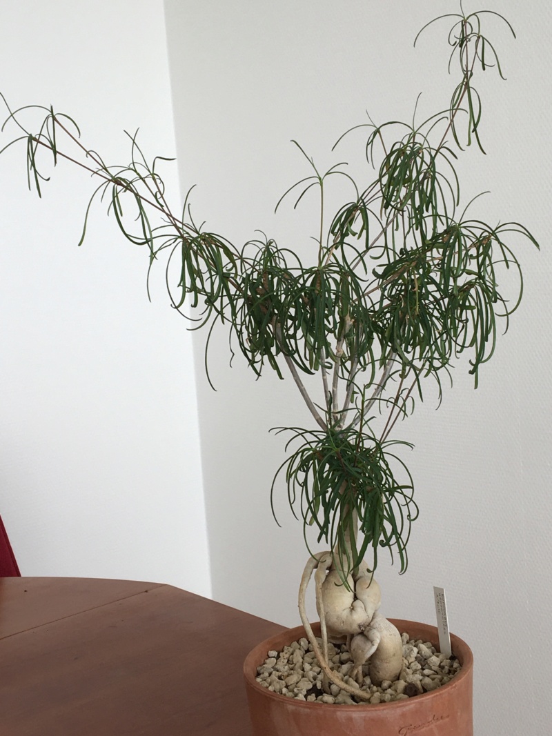Euphorbia hedyotoides 02110