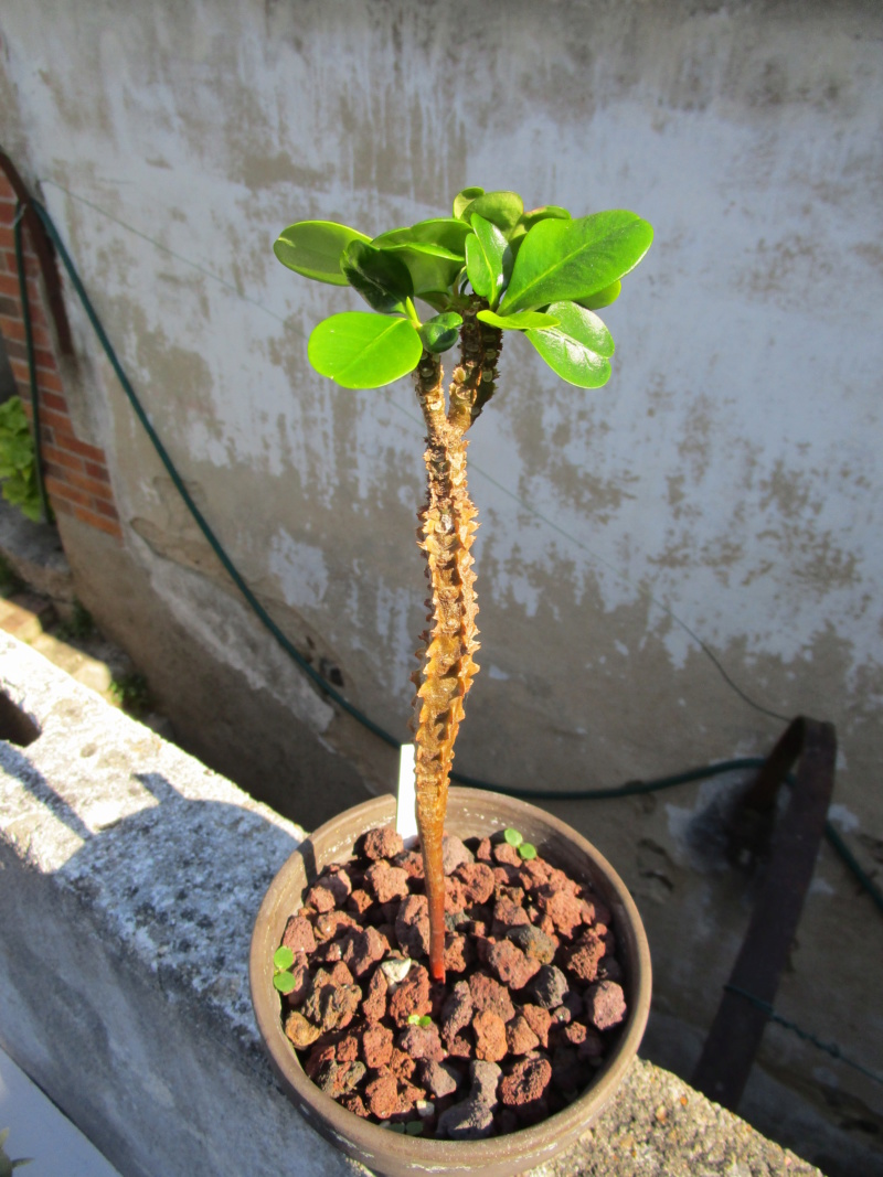 Euphorbia leuconeura Img_1312