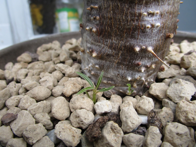 Pachypodium cactipes - Page 2 Img_1418