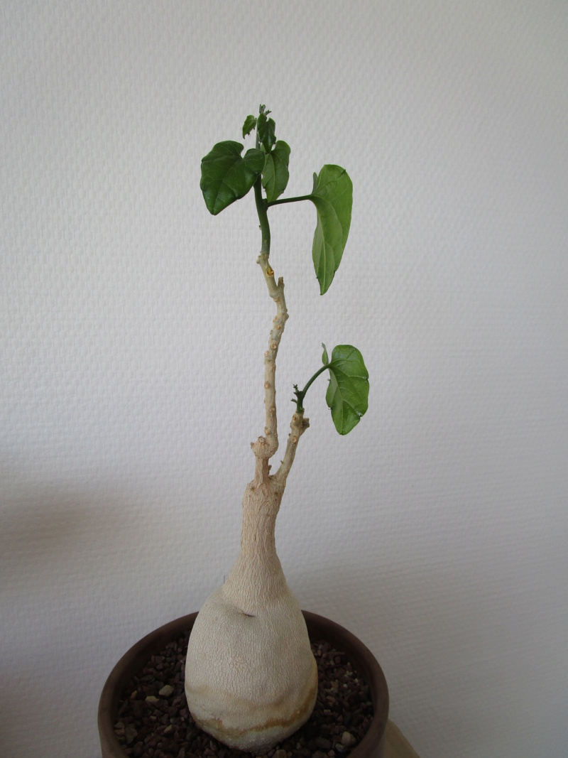 pyrenacantha malvifolia Img_1828