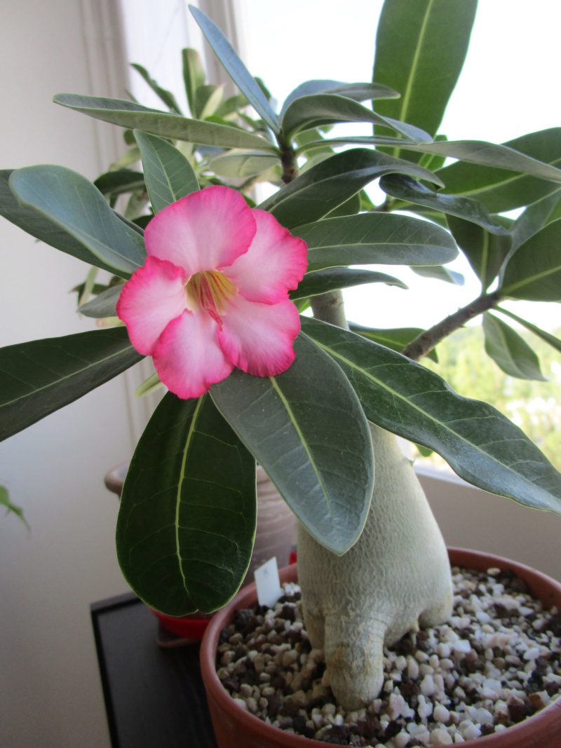 Adenium arabicum - Page 13 Img_2315