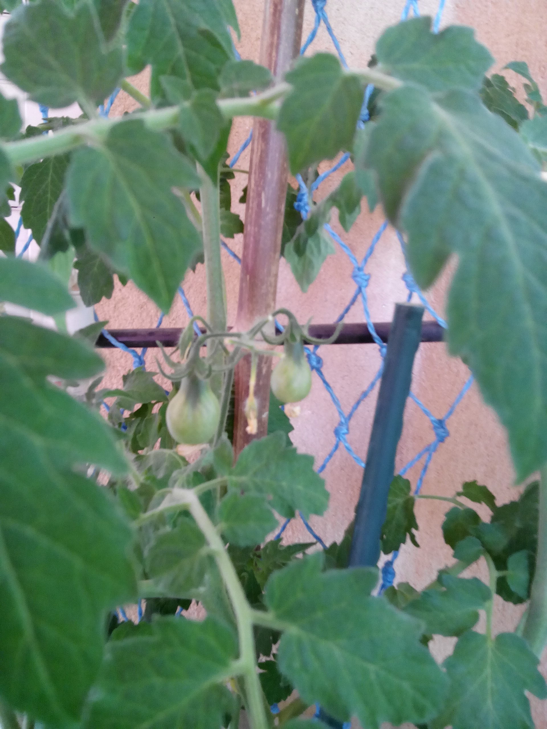 Un potager sur le balcon Img_2124