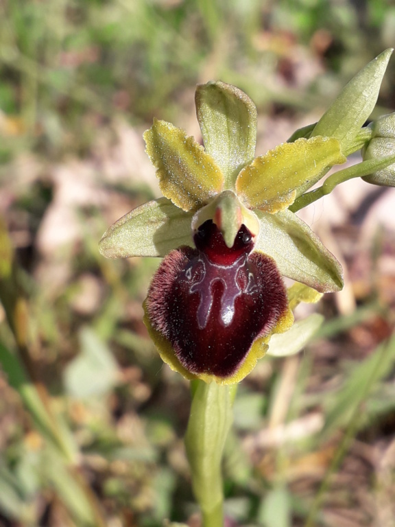 Ophrys passionis ( Ophrys de la Passion ) 20220412