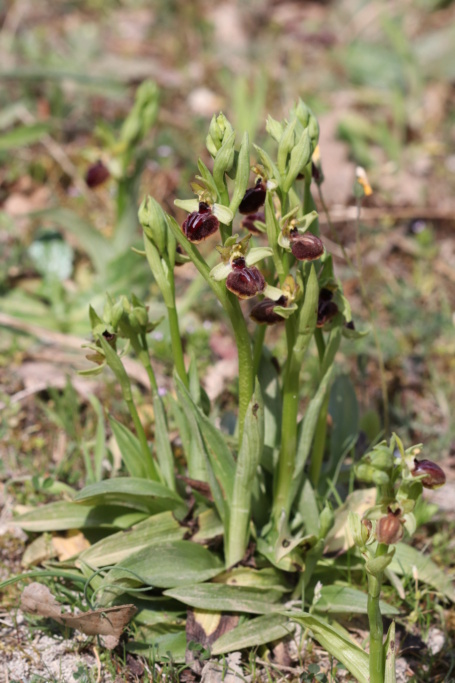 Ophrys passionis ( Ophrys de la Passion ) Ophry440
