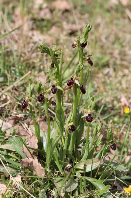 Ophrys passionis ( Ophrys de la Passion ) Ophry441