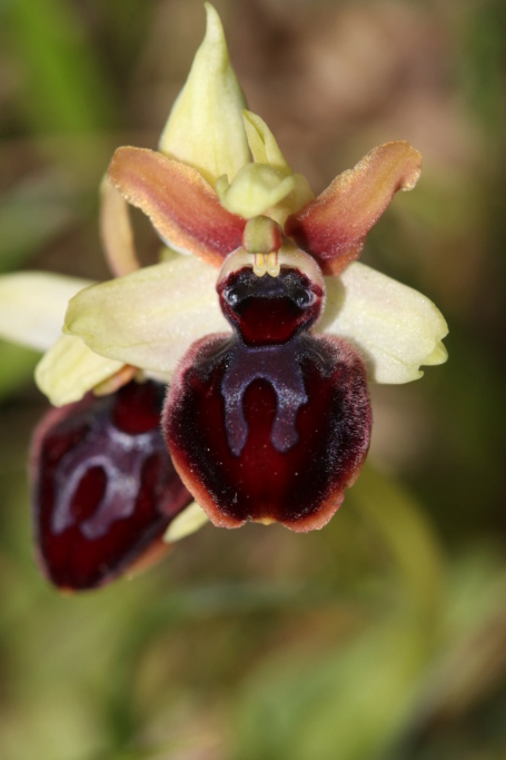 Ophrys passionis ( Ophrys de la Passion ) Ophry443