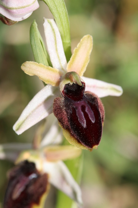 Ophrys passionis ( Ophrys de la Passion ) Ophry444