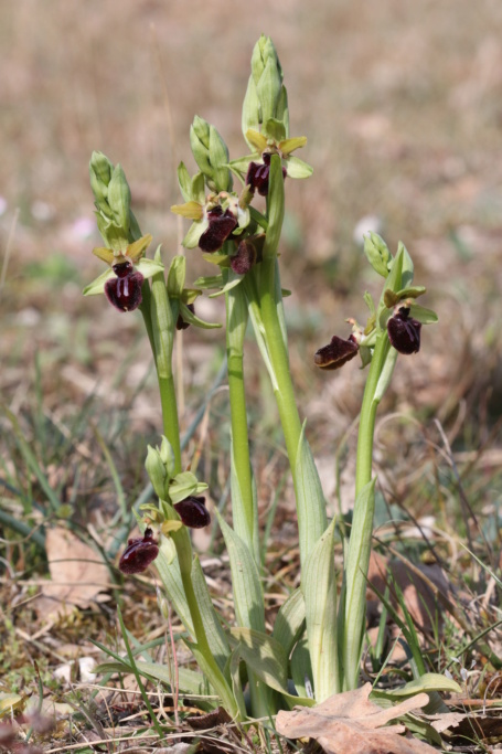 Ophrys passionis ( Ophrys de la Passion ) Ophry445