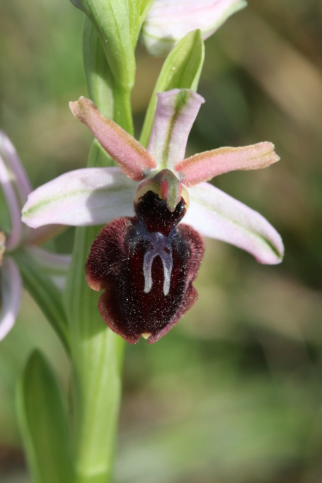 Ophrys passionis ( Ophrys de la Passion ) Ophry448