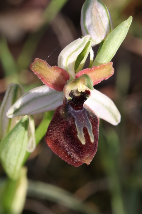 Ophrys passionis ( Ophrys de la Passion ) Ophry450