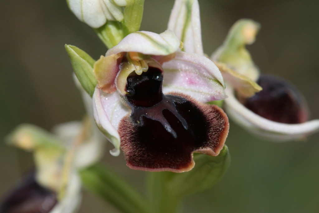 Ophrys passionis ( Ophrys de la Passion ) Ophry452