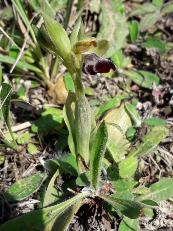 Ophrys (Pseudophrys) vasconica ( Ophrys de Gascogne ) Ophry453