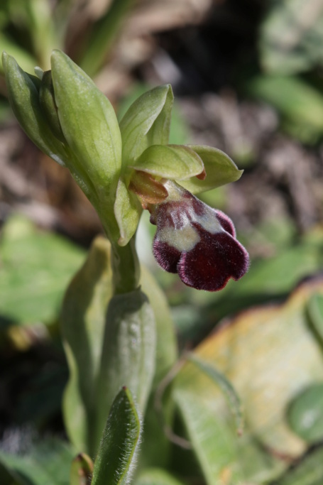Ophrys (Pseudophrys) vasconica ( Ophrys de Gascogne ) Ophry454