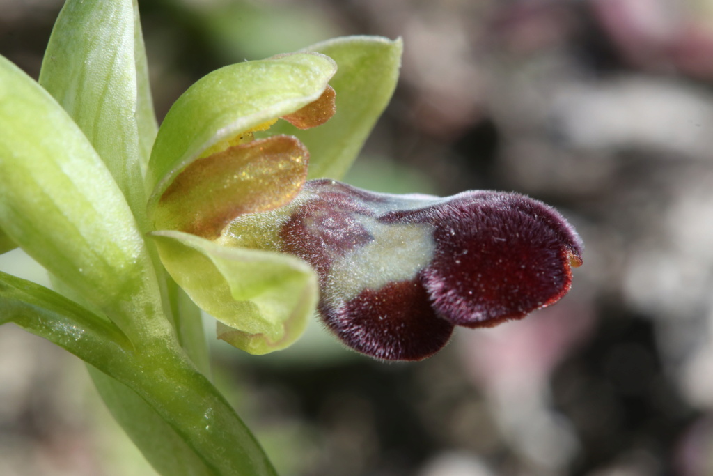 Ophrys (Pseudophrys) vasconica ( Ophrys de Gascogne ) Ophry456
